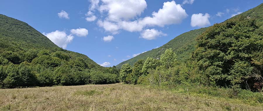 kosa